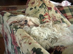 Marcella, sleeping on the couch