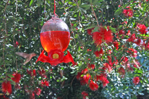 Bottlebrush and hummingbird